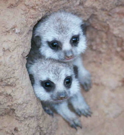meerkat babies